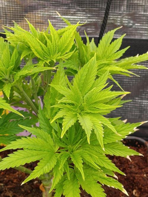 Zoomiez & Marshydro. Week 6