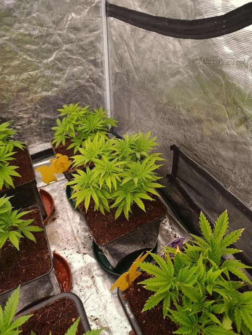 Cali Crasher Marshydro. Week 6