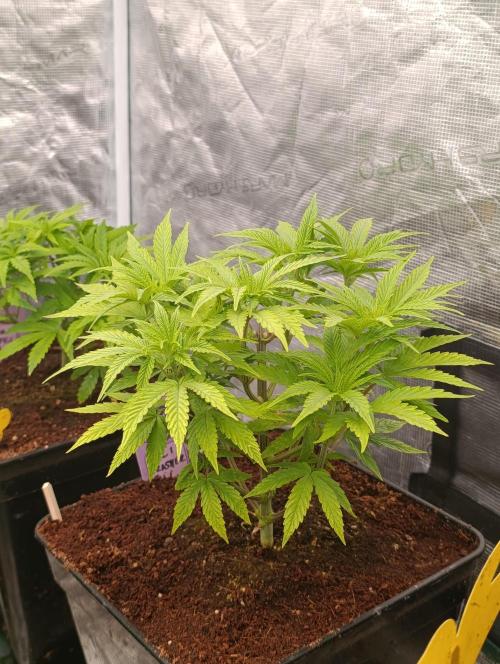 Cali Crasher Marshydro. Week 6