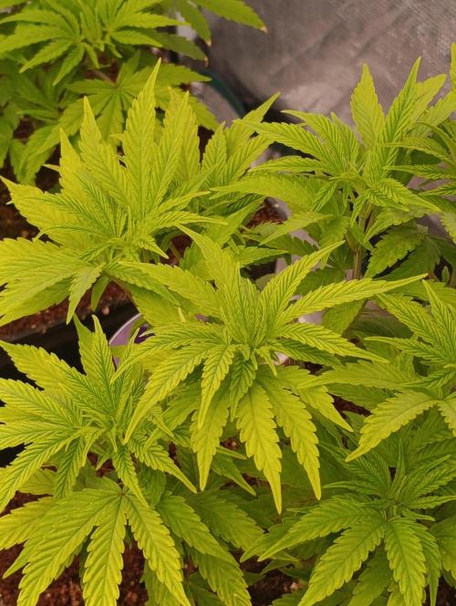 Cali Crasher Marshydro. Week 6