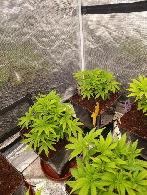 Sour Puffs Xpertnutrients. Week 6