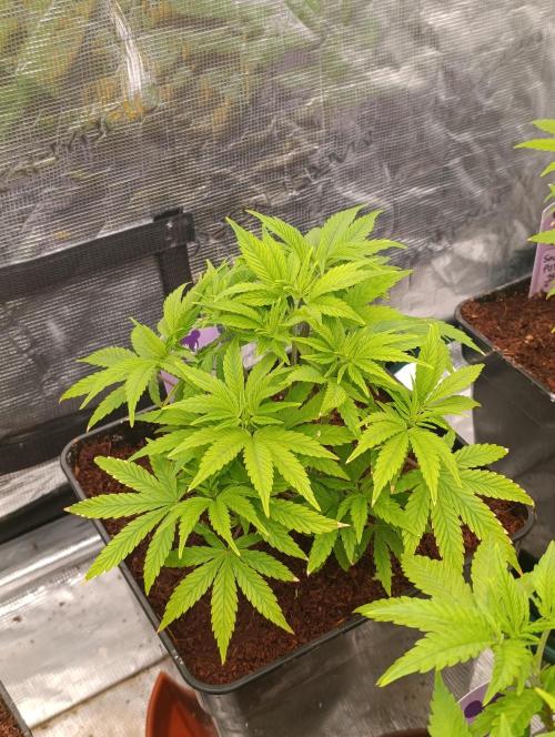 Sour Puffs Xpertnutrients. Week 6