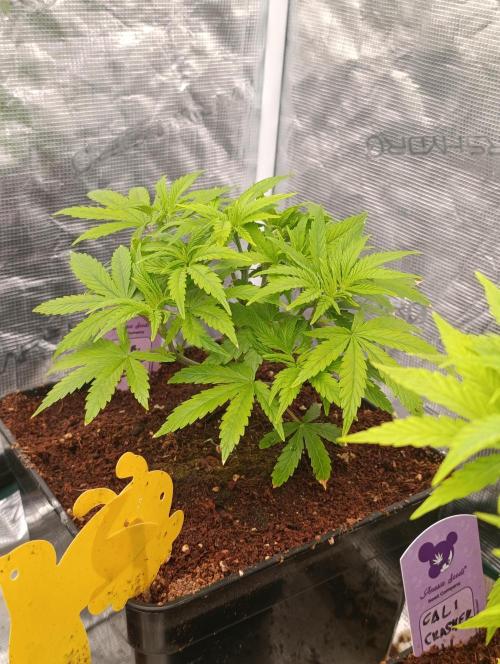 Sour Puffs Xpertnutrients. Week 6