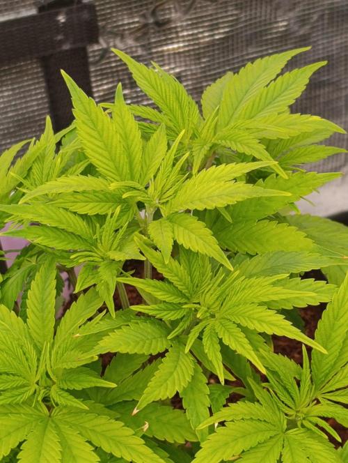 Sour Puffs Xpertnutrients. Week 6