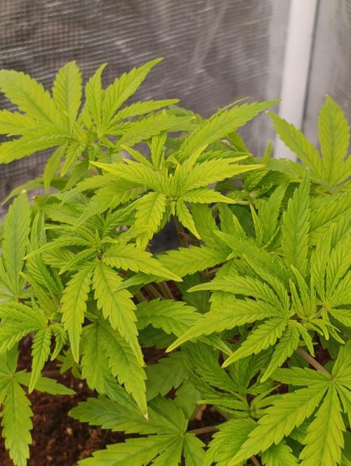 Sour Puffs Xpertnutrients. Week 6