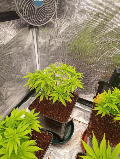 Grape Ape Marshydro. Week 6