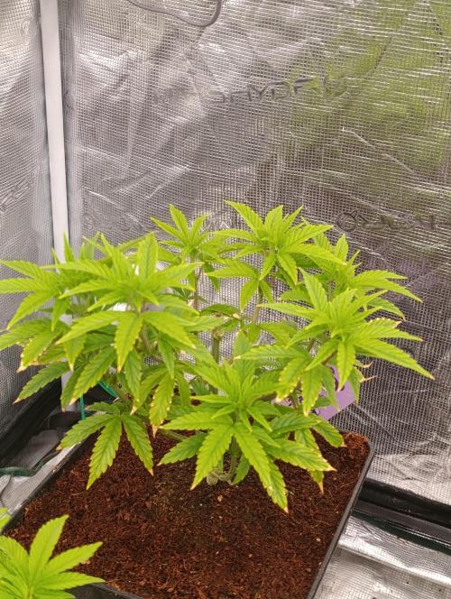 Grape Ape Marshydro. Week 6