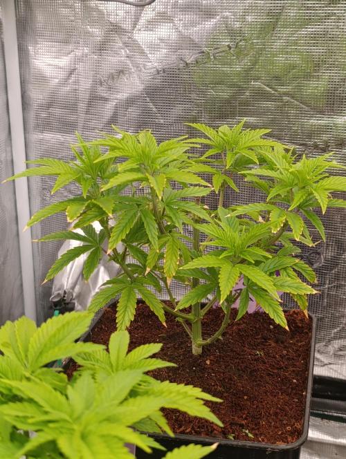 Grape Ape Marshydro. Week 6