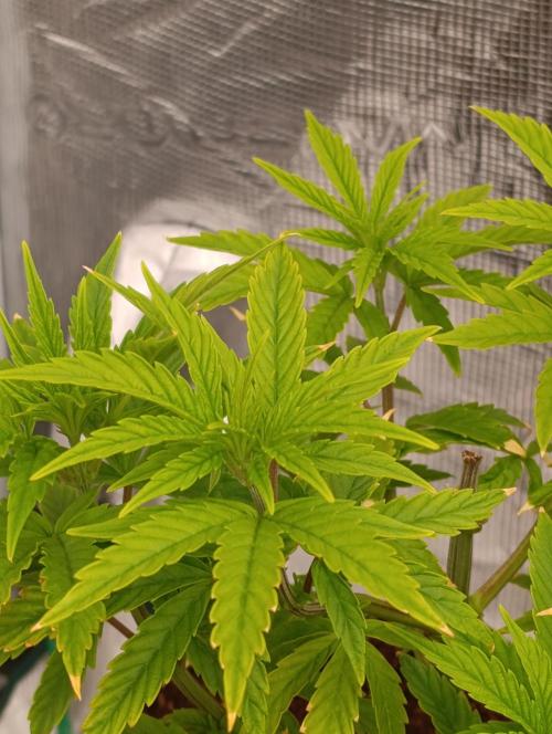 Grape Ape Marshydro. Week 6