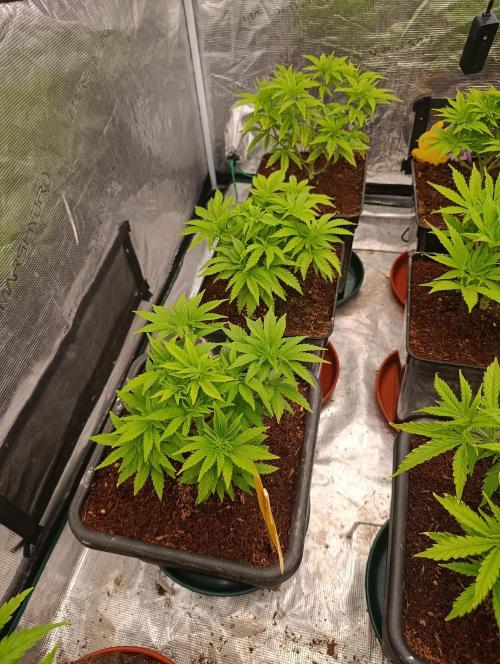 Isla Mirage Xpertnutrients. Week 6