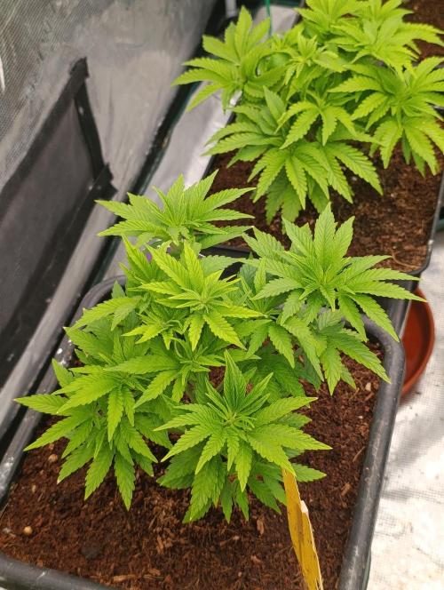 Isla Mirage Xpertnutrients. Week 6