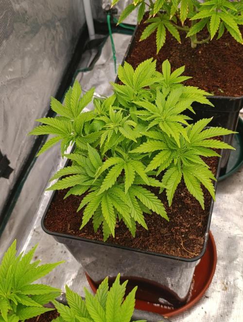 Isla Mirage Xpertnutrients. Week 6