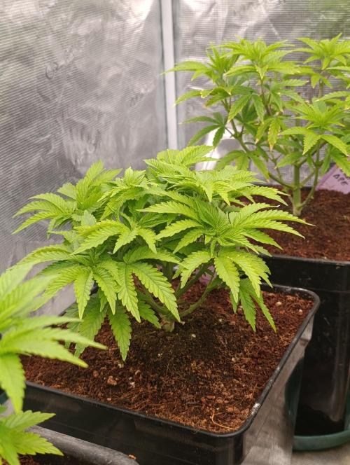 Isla Mirage Xpertnutrients. Week 6