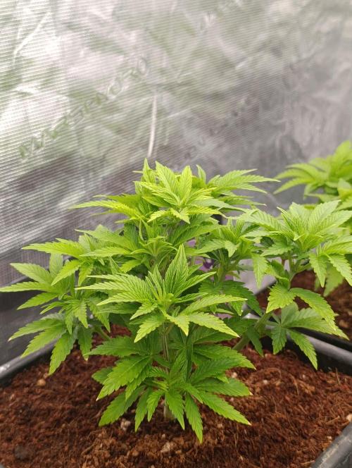 Isla Mirage Xpertnutrients. Week 6