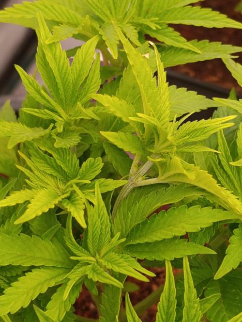 Isla Mirage Xpertnutrients. Week 6