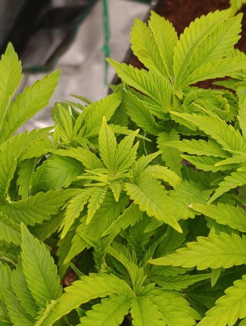 Isla Mirage Xpertnutrients. Week 6