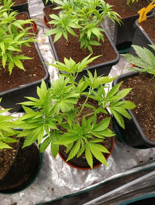 Zingatsu Xpertnutrients. Week 5