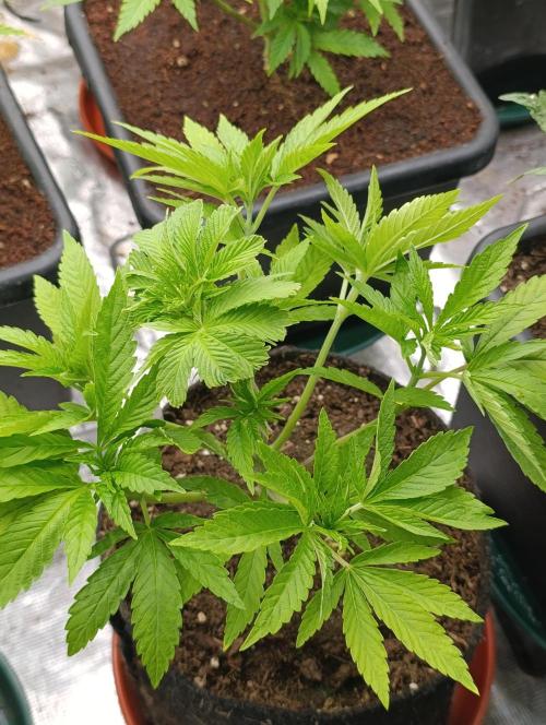 Zingatsu Xpertnutrients. Week 5