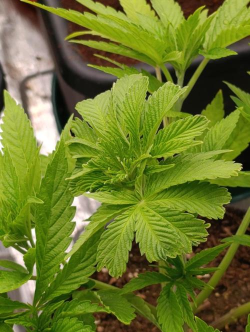 Zingatsu Xpertnutrients. Week 5