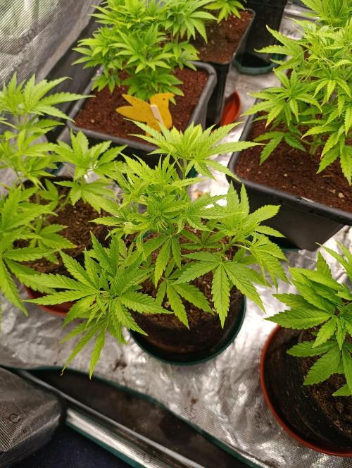 Banana Fumes. Week 5