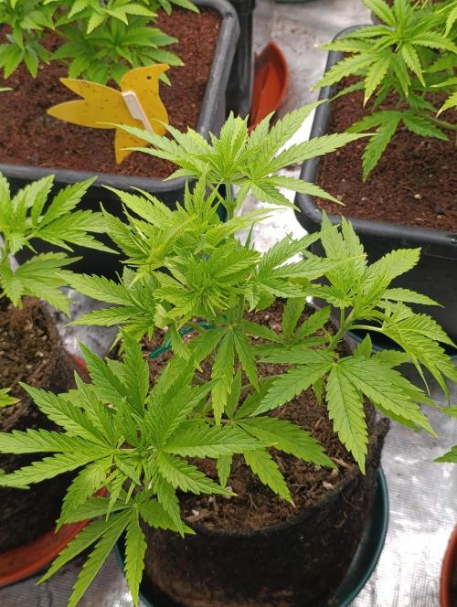 Banana Fumes. Week 5