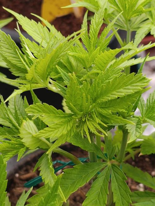 Banana Fumes. Week 5