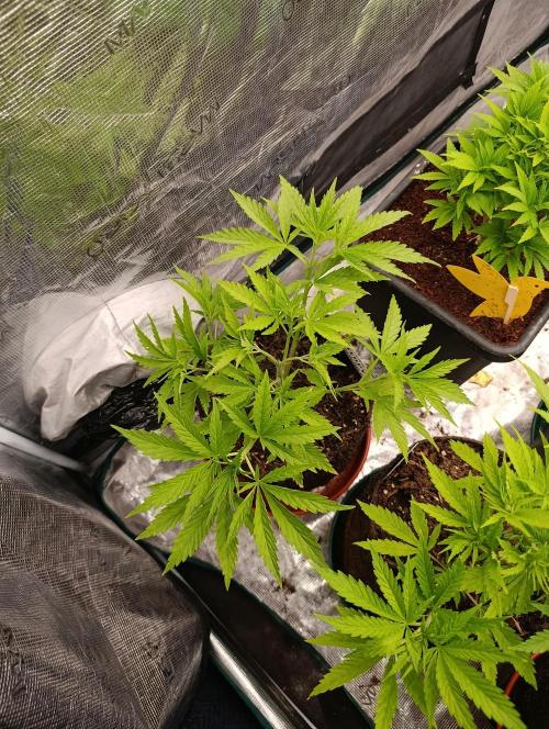 Sundae Driver Marshydro. Week 5