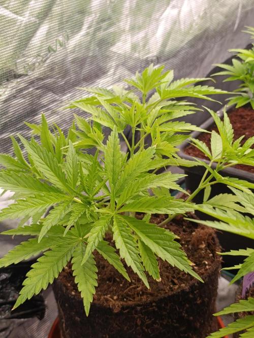 Sundae Driver Marshydro. Week 5