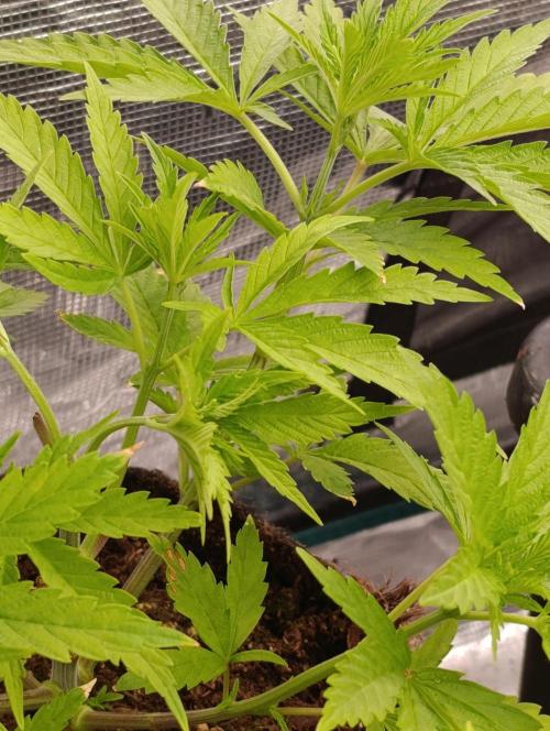 Sundae Driver Marshydro. Week 5