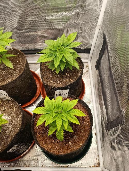 GokuZ OG Test & Marshydro. Week 4