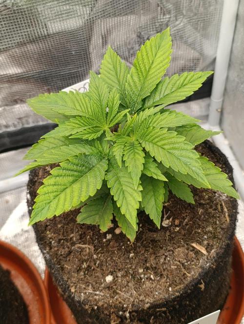 GokuZ OG Test & Marshydro. Week 4