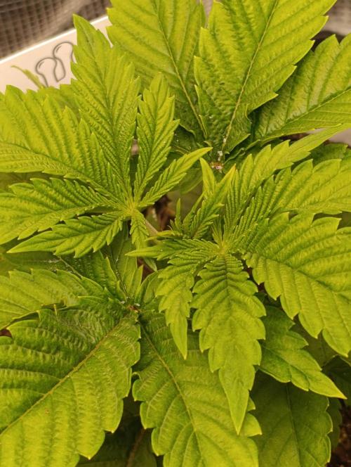 GokuZ OG Test & Marshydro. Week 4