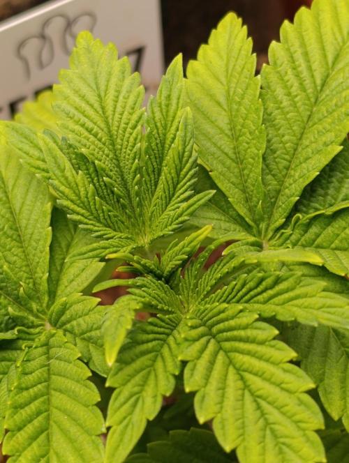 GokuZ OG Test & Marshydro. Week 4