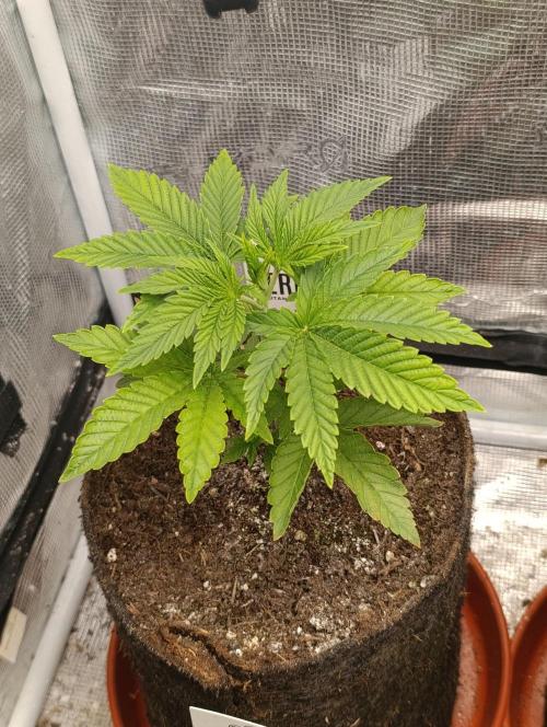 Zour MelonZ Test & Xpertnutrients. Week 4