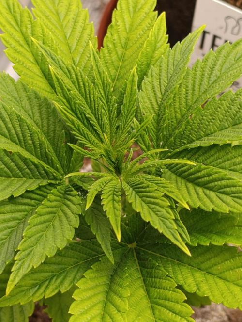 Zour MelonZ Test & Xpertnutrients. Week 4