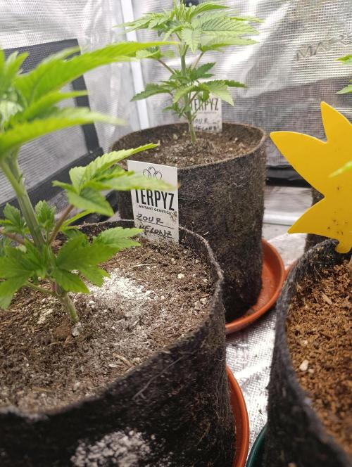 Zour MelonZ Test & Xpertnutrients. Week 4