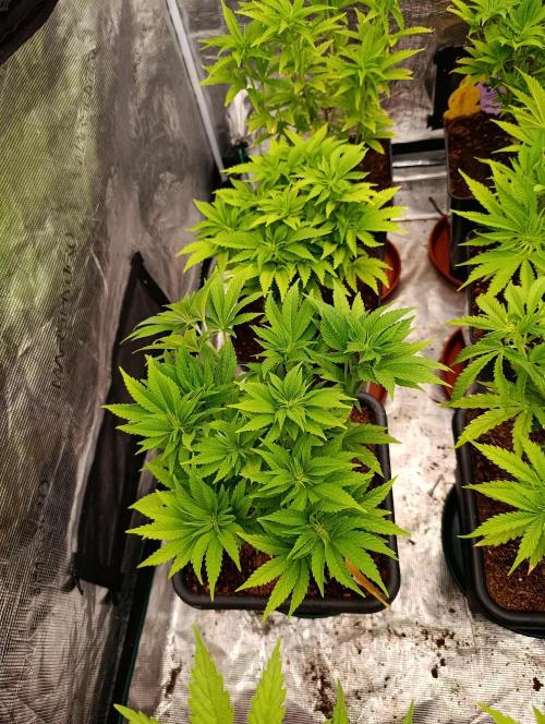 Isla Mirage Xpertnutrients. Week 7