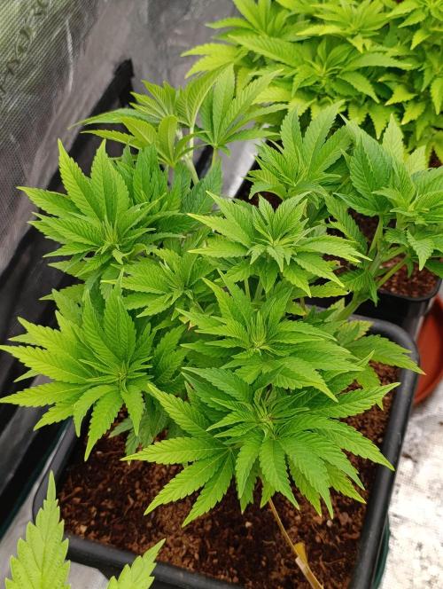 Isla Mirage Xpertnutrients. Week 7