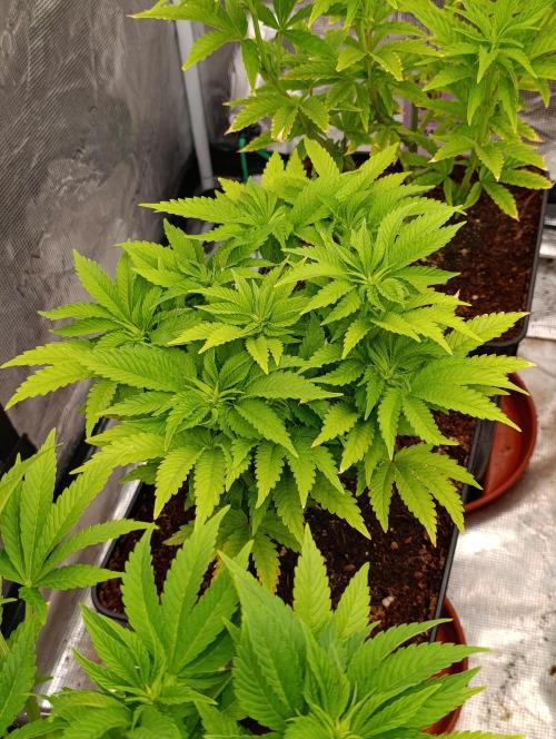 Isla Mirage Xpertnutrients. Week 7