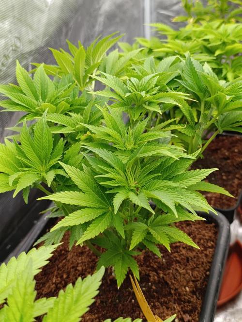 Isla Mirage Xpertnutrients. Week 7