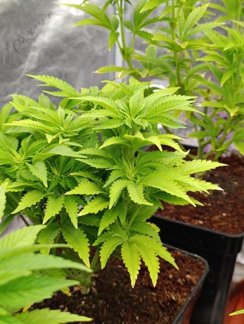 Isla Mirage Xpertnutrients. Week 7