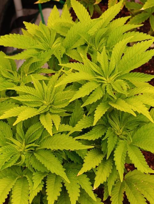 Isla Mirage Xpertnutrients. Week 7