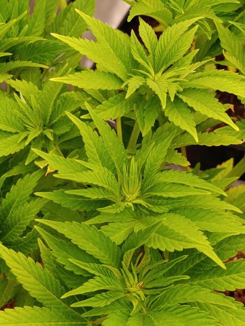 Isla Mirage Xpertnutrients. Week 7