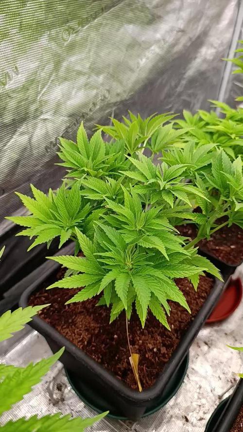 Isla Mirage Xpertnutrients