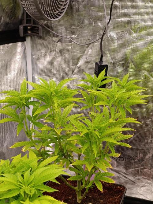 Grape Ape Marshydro. Week 7