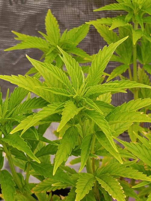 Grape Ape Marshydro. Week 7