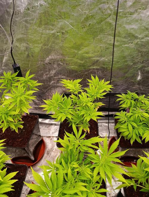 Zoomiez & Marshydro. Week 7