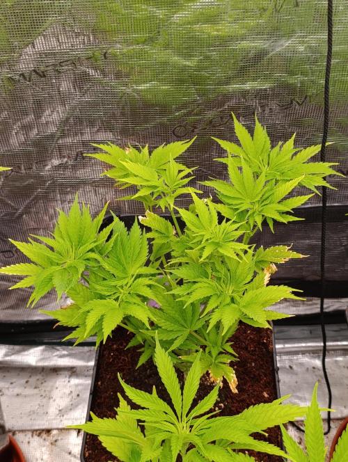 Zoomiez & Marshydro. Week 7