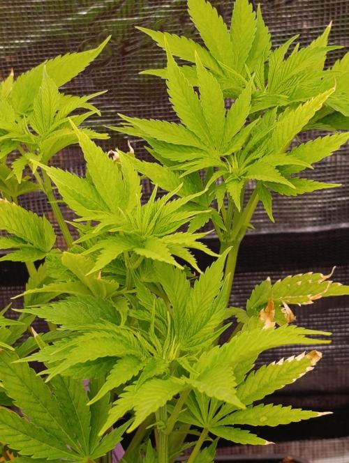 Zoomiez & Marshydro. Week 7