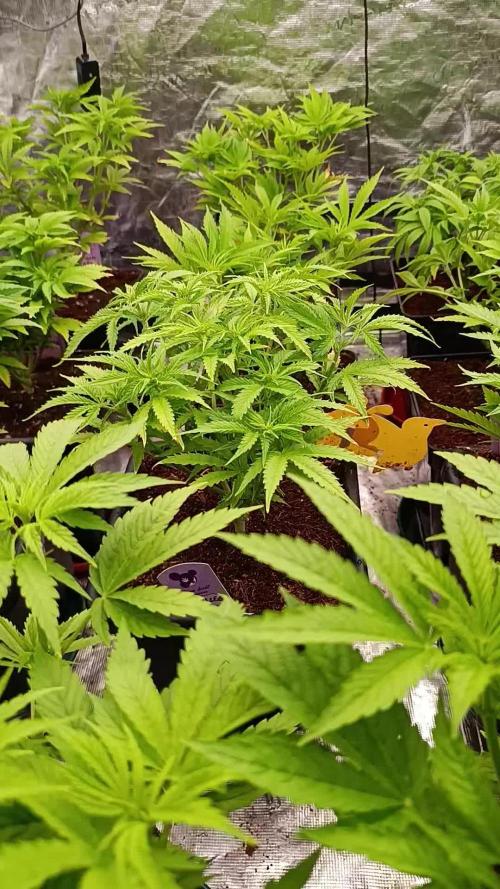 Red Banana Pudding II Marshydro